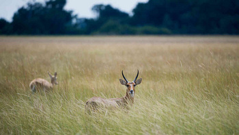 Jacana Camp: Riedbock