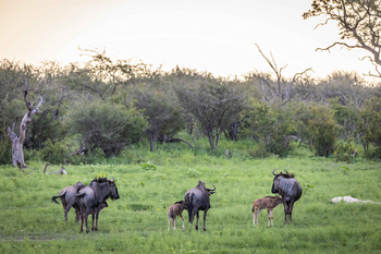 Jamala Madikwe: Gruppe von Gnus weidet im sanften Morgenlicht