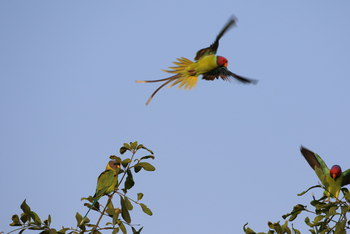 Jawai: Plum-headed Parakeet