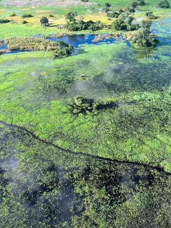 Kala Camp: Schwemmebene mit Elefant