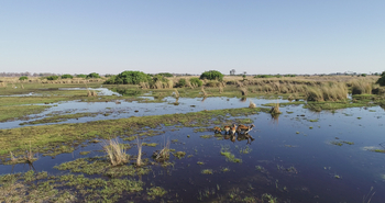 Kanana Camp: Antilopen im Wasser