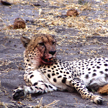 Kwara Camp Kwara Camp: Gepard nach einer Fleischmahlzeit
