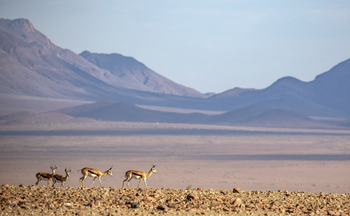 Kwessi Dunes: Springböcke