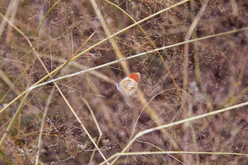 Laba Jongomero: Schmetterling auf kleinem Zweig