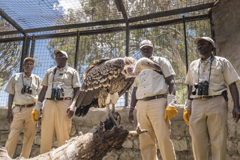 Loldia House: Greifvogelstation