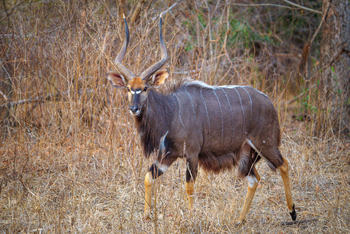 Mkulumadzi Lodge: Nyalabock