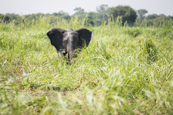 Mvuu Lodge: Elefant im Sumpf