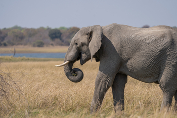 Nanzhila Lake Camp Nanzhila Lake Camp: Elefant