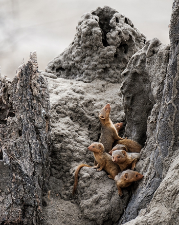 Naona Moru Camp: Zwergmangusten