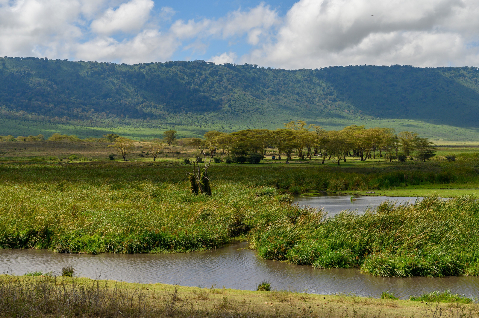 Ngorongoro Lion's Paw Ngorongoro Lion's Paw: Sumpf am Kraterboden