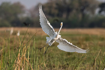 Pom Pom Camp: Western Great Egret