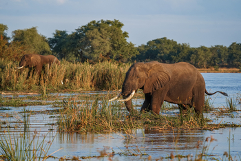 Potato Bush Camp: Elefantenbullen