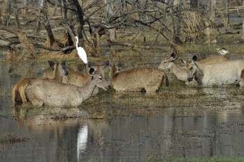 Ranthambore National Park: Sambarhirsche im Wasser