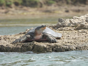 Sawai Vilas: Chambal Sanctuary - Eastern Spiny Softshell