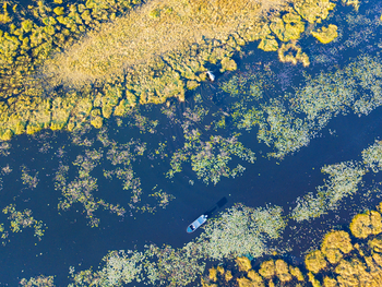 Selinda Camp: Lagune mit Seerosen