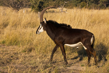 Selinda Explorers Camp Selinda Explorers Camp: Säbelantilope
