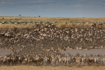Sentinel Mara Camp: Gnuherde und Zebras bei Flussüberquerung