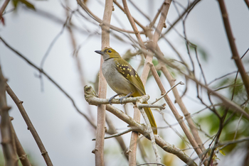 Sette Cama Eco Camp: Western Nicator