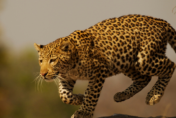 Shinde Lodge Shinde Lodge: Junger Leopard