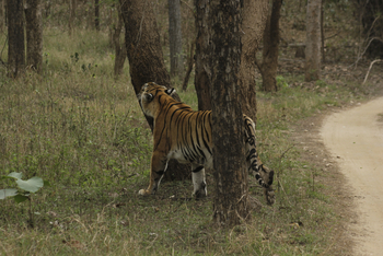 Tathastu Resort Pench: Tiger markiert einen Baum