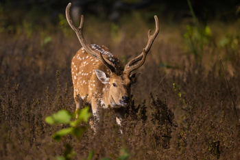 The Untamed Bandhavgarh: Axishirsch
