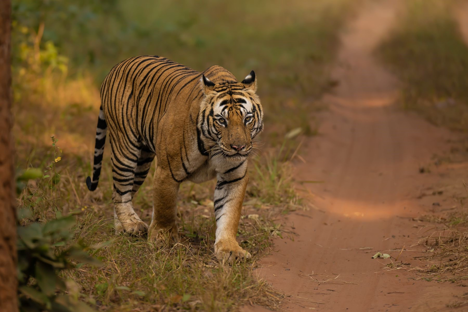 The Untamed Bandhavgarh The Untamed Bandhavgarh: Tiger auf der Piste