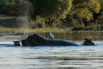 Toka Leya Camp Toka Leya Camp: Flusspferde im Wasser