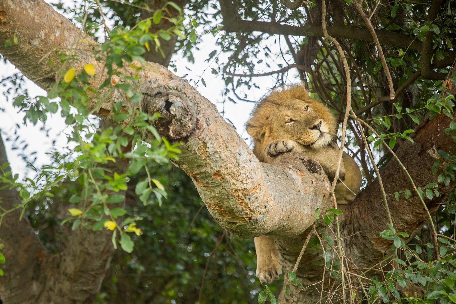 Volcanoes Kyambura Gorge Lodge Volcanoes Kyambura Gorge Lodge
