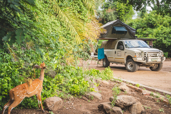 UOBS Chobe National Park: Resident Bushbuck