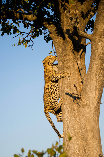Vumbura Plains Camp: Kletternder Leopard