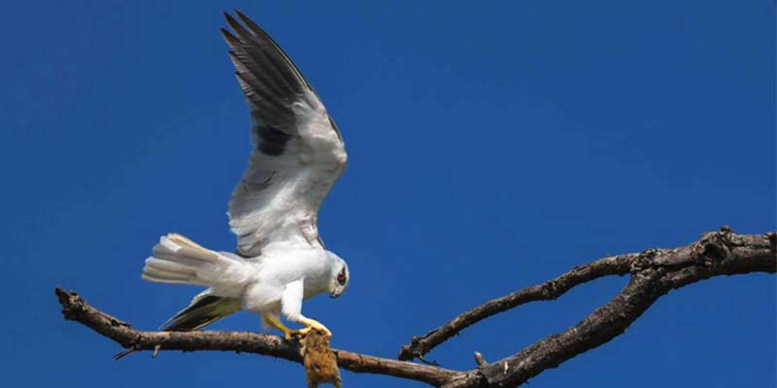 Waghoba Eco Lodge Waghoba Eco Lodge: Black-winged Kite
