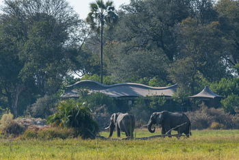 Xigera Safari Lodge Xigera Safari Lodge: Elefanten vor dem Camp
