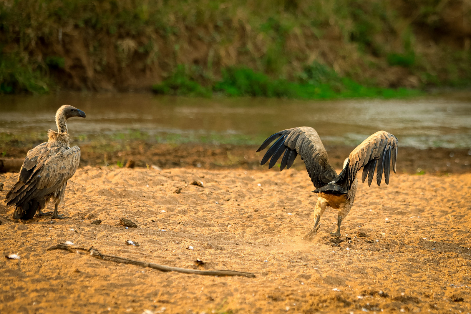 Adere Safari Lodge Adere Safari Lodge: Geier