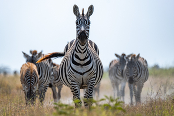Angama Amboseli: Zebras