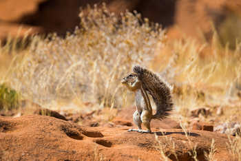 Bagatelle Kalahari Game Ranch: Ground Squirrel