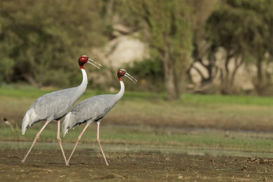 Bera Safari Lodge