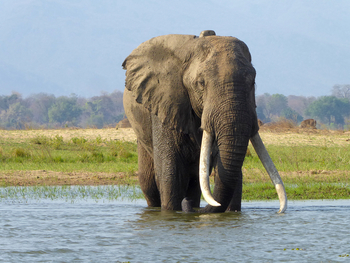 Camp Mana: Elefant überquert einen Fluss
