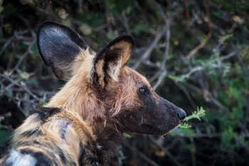Camp Savuti: Wildhund