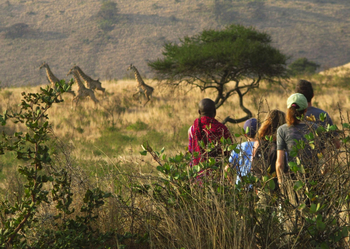 Campi ya Kanzi: Walking Safari