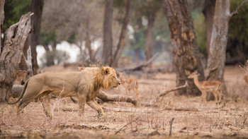 Chikwenya Camp Chikwenya Camp: Löwenmännchen und Impala