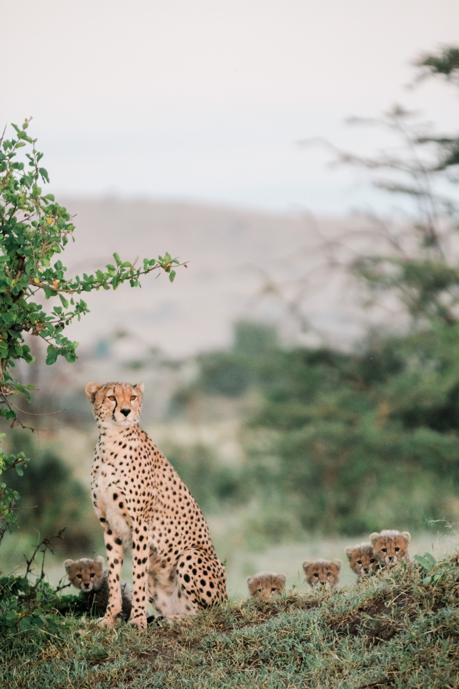 Cottar's 1920s Safari Camp Cottar's 1920s Safari Camp: Gepardenfamilie