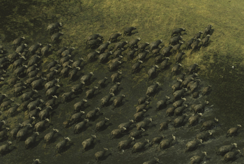 Duba Explorers Camp: Luftaufnahme Büffelherde