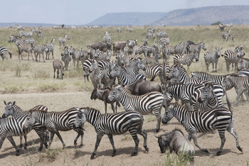 Dunia Camp: Zebraherde