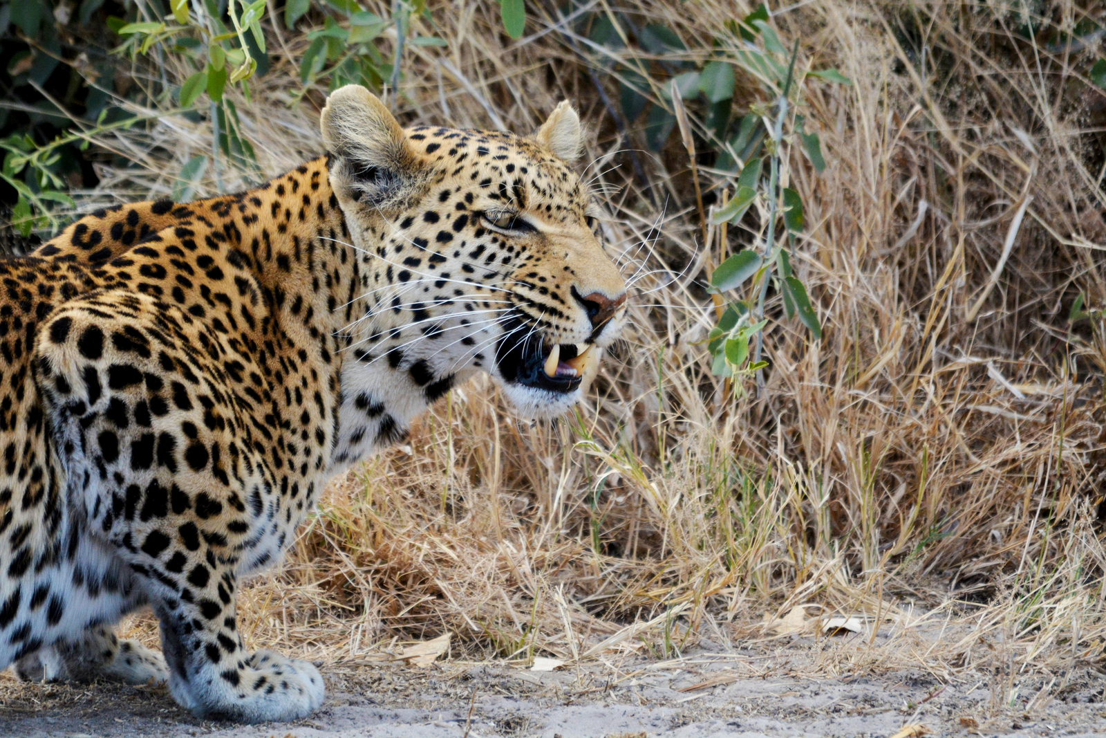 Ghoha Hills Savuti Lodge Ghoha Hills Savuti Lodge: Fauchender Leopard