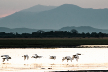 Gorongosa Safaris: Mandschurenkraniche fliegen über das Wasser