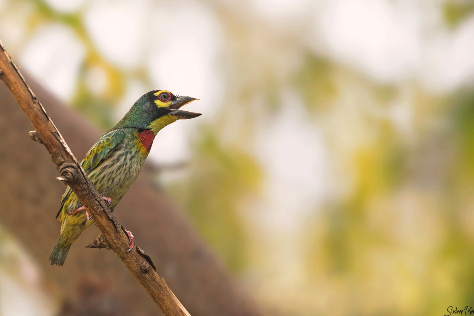 Bamboo Forest Safari Lodge Bamboo Forest Safari Lodge: Coppersmith Barbet
