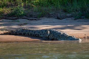 Kanyemba Lodge: Krokodil