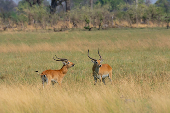 Karangoma Camp: Rote Moorantilopen