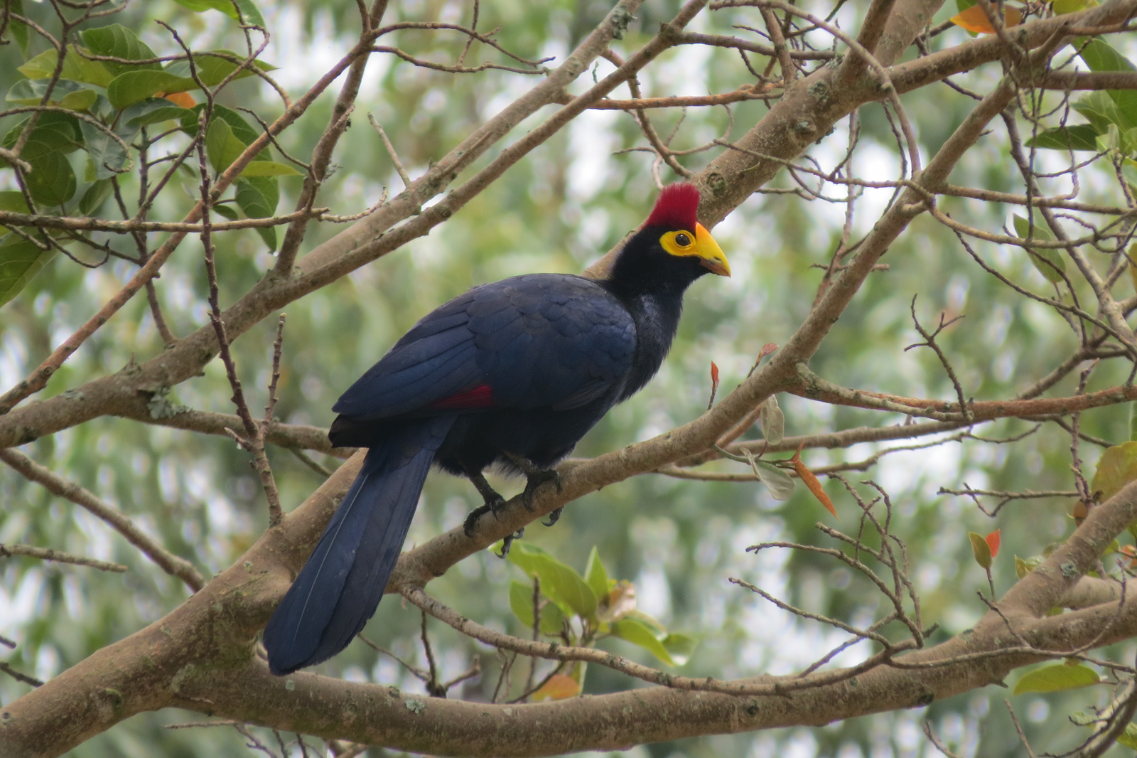 Katara Lodge Katara Lodge: Ross's Turaco