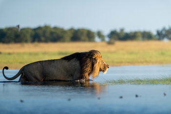 King Lewanika Lodge: Löwe im Wasser